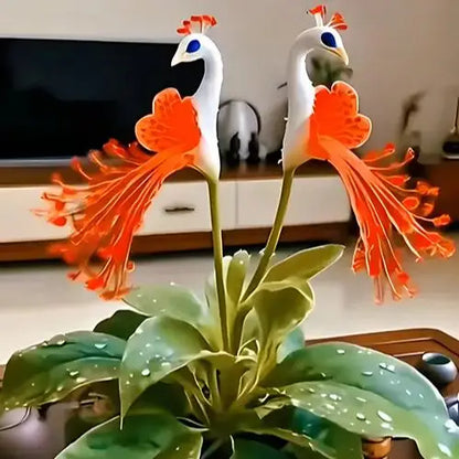 🌸🌸 Peacock Flower Bulbs — Plant hope, watch splendor bloom!🌸🌸 🌱BUY 1 GET 1 FREE! 🌱