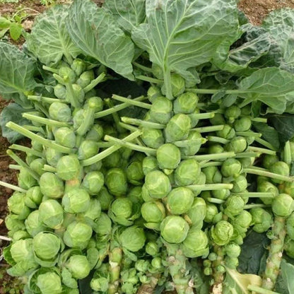 🏆✨ 50% Off for a Limited Time🔥MINI CABBAGE SEEDS🔥BUY 1 GET 1 FREE! 🔥