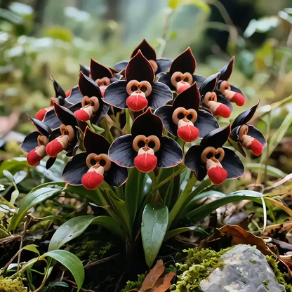 🌱🌺Rare Monkey Face Orchid Tubers⚜️ 🐵🐵 Free Organic Pot Mix 100 Grams🌱🌺