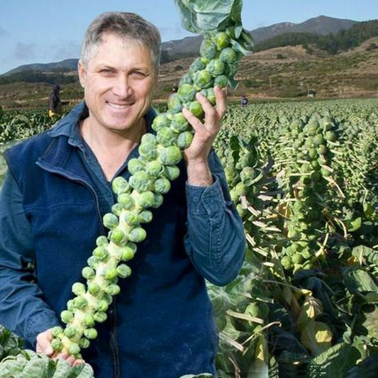 🏆✨ 50% Off for a Limited Time🔥MINI CABBAGE SEEDS🔥BUY 1 GET 1 FREE! 🔥