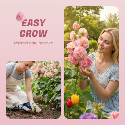 🌺Double Hollyhock Seeds – Fall & Winter Planting, Perennial Blooms & Stunning Garden Elegance 🍂