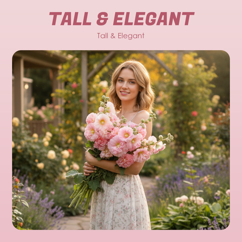 🌺double hollyhock seeds – fall & winter planting, perennial blooms & stunning garden elegance 🍂