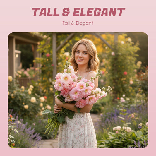 🌺Double Hollyhock Seeds – Fall & Winter Planting, Perennial Blooms & Stunning Garden Elegance 🍂